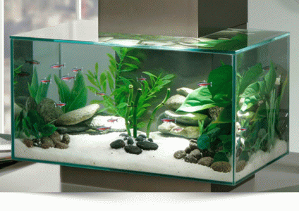 Forum für Aquarienfische